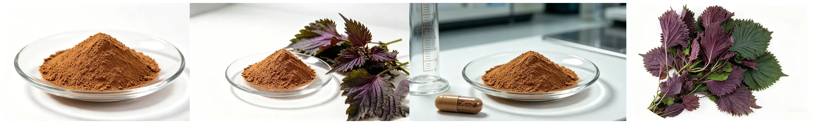 Perilla extract Perilla extract