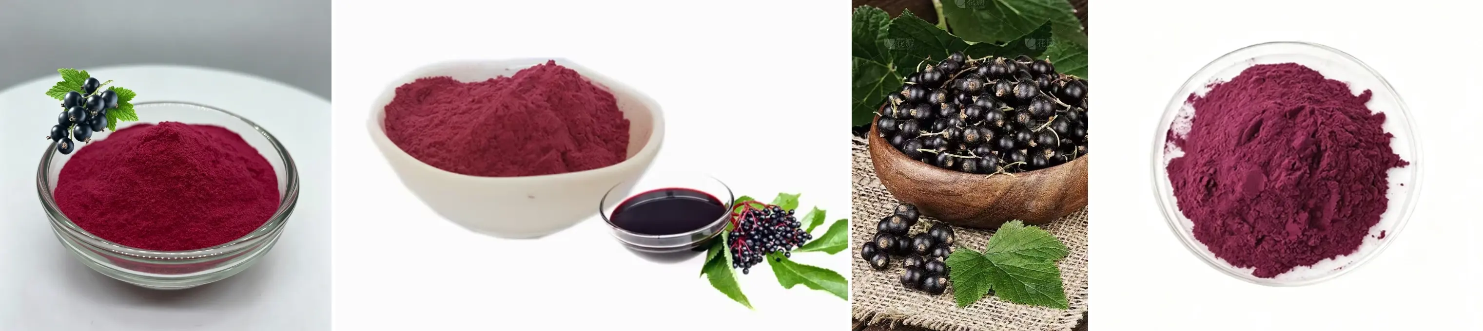 Premium Blackcurrant Powder Premium Blackcurrant Powder