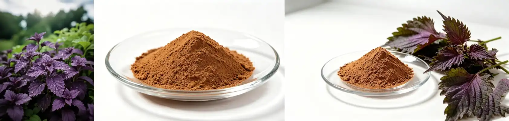 Perilla Extract