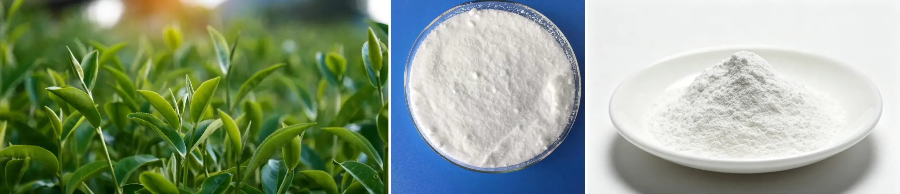 Best L Theanine Powder