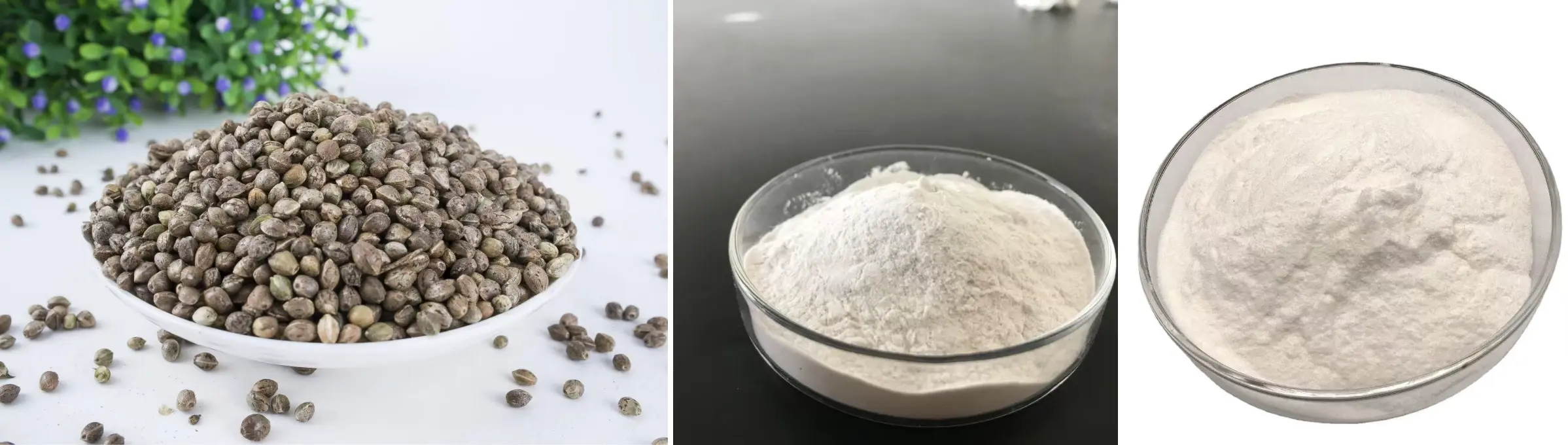 Hemp Seed Peptide Hemp Seed Peptide