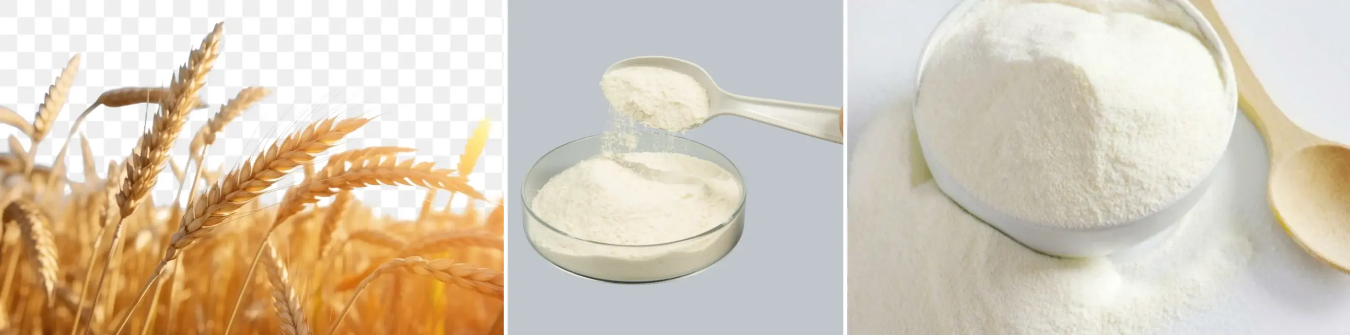 Wheat Oligopeptide