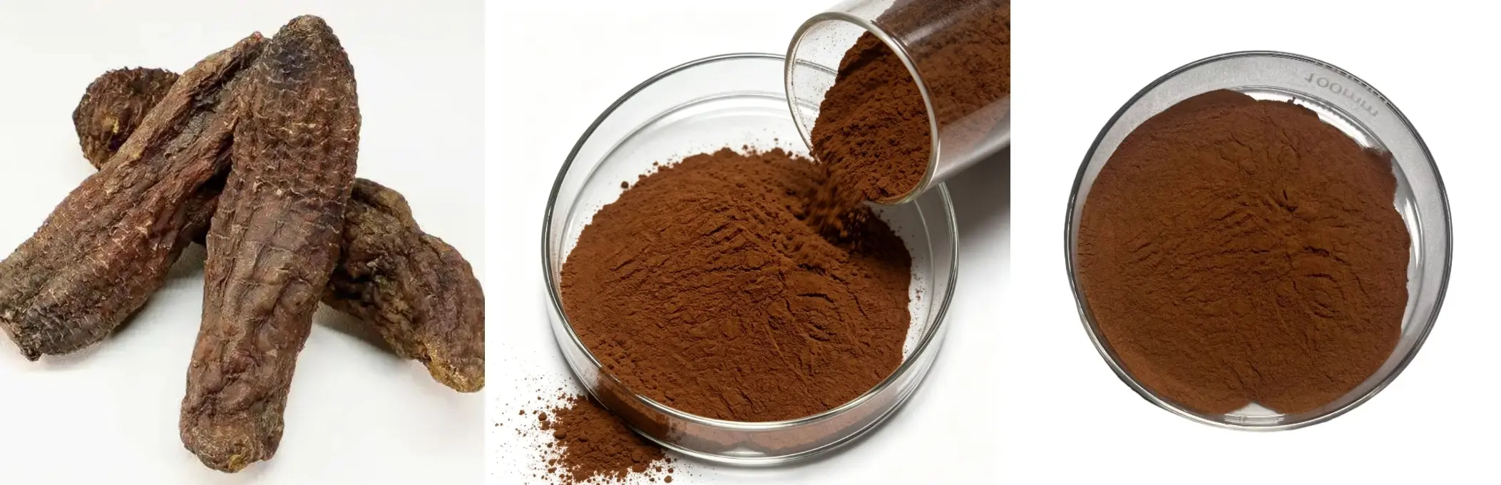 Cistanche Deserticola Extract Cistanche Deserticola Extract
