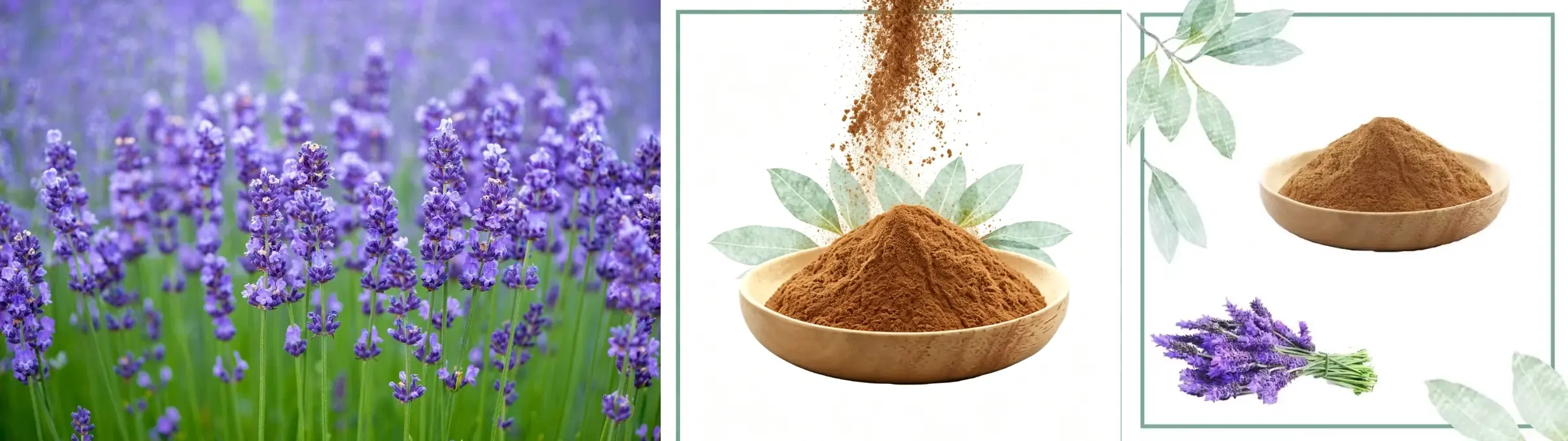 Lavender Extract Powder Lavender Extract Powder