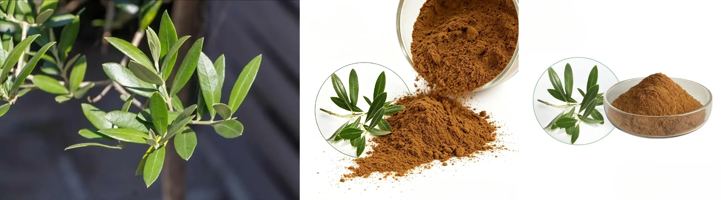 Oleuropein Extract 