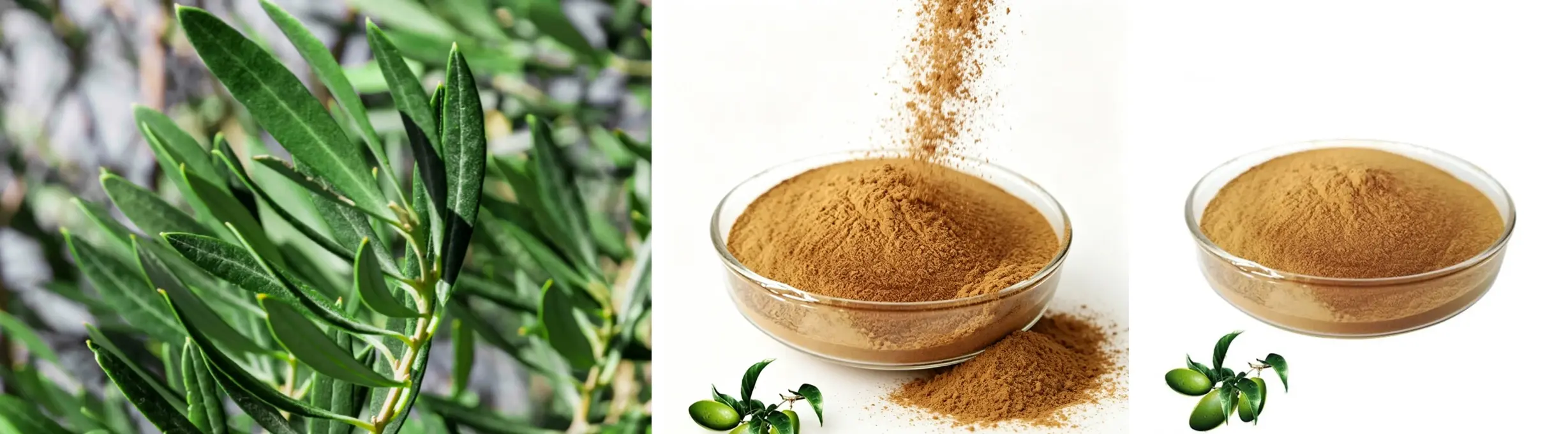 Pure Olive Leaf Extract 
