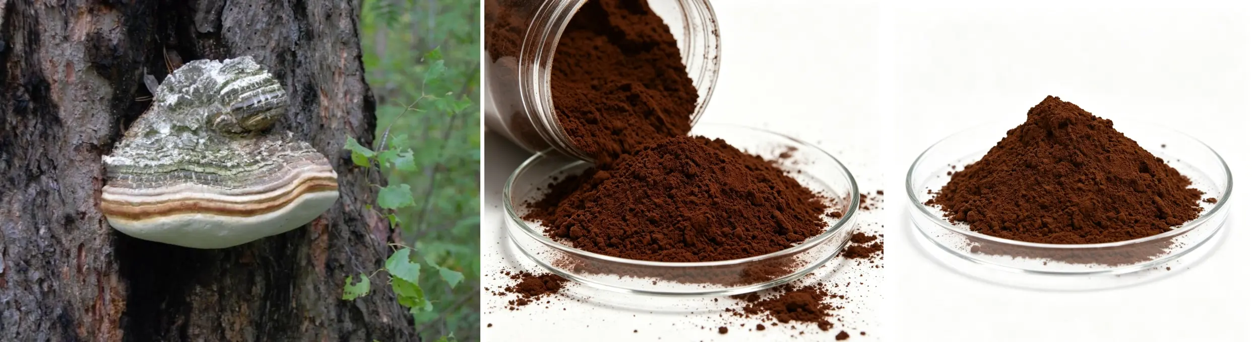 Chaga Mushroom Extract