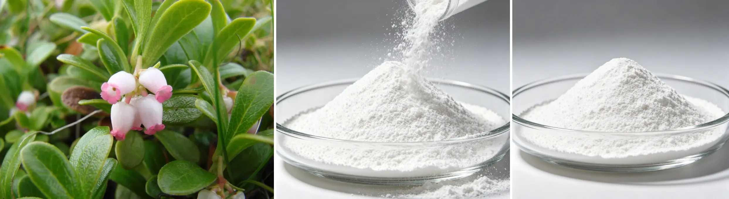 Bearberry Leaf Extract Bearberry Leaf Extract