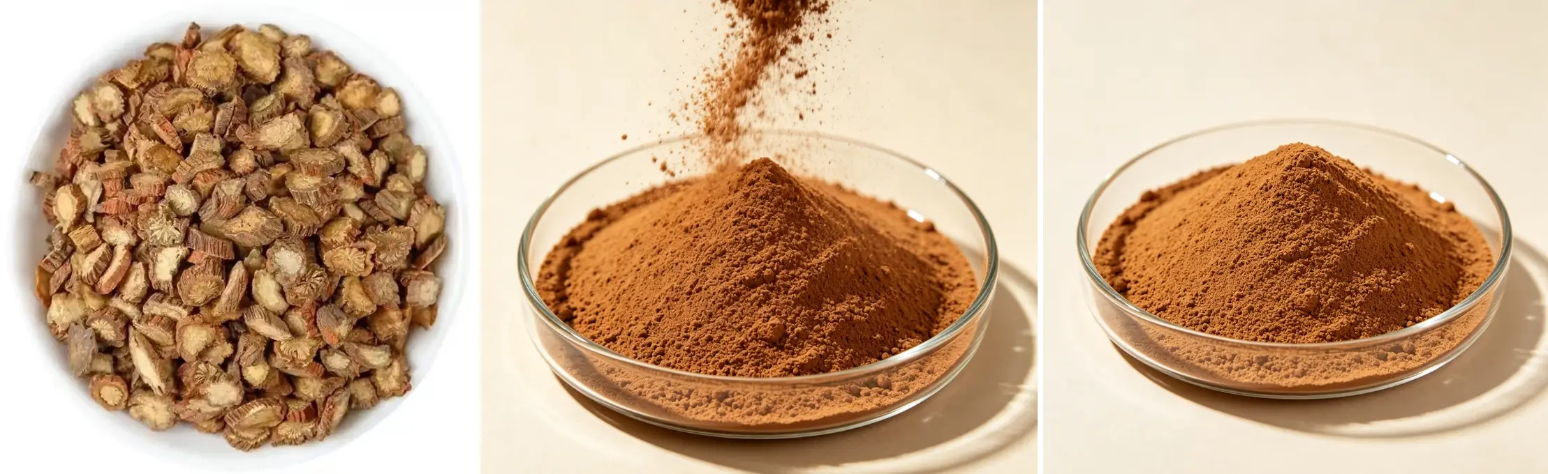Salvia Miltiorrhiza Extract