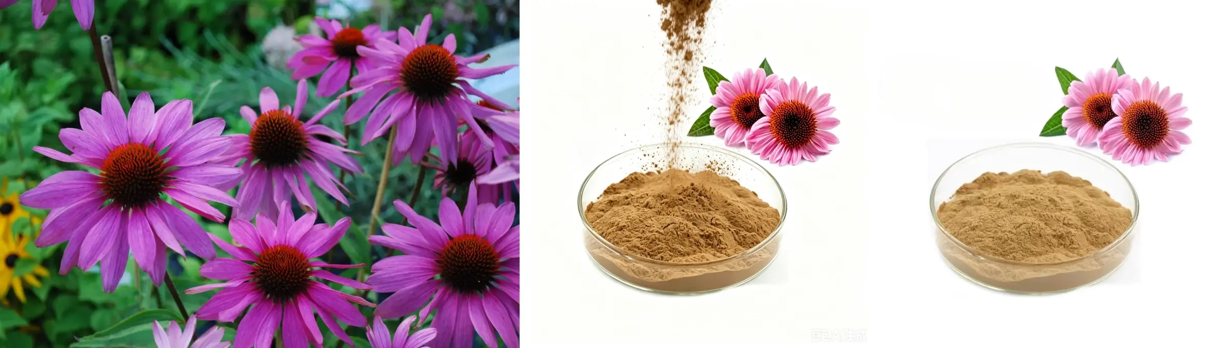 Echinacea Purpurea Extract Powde Echinacea Purpurea Extract Powde
