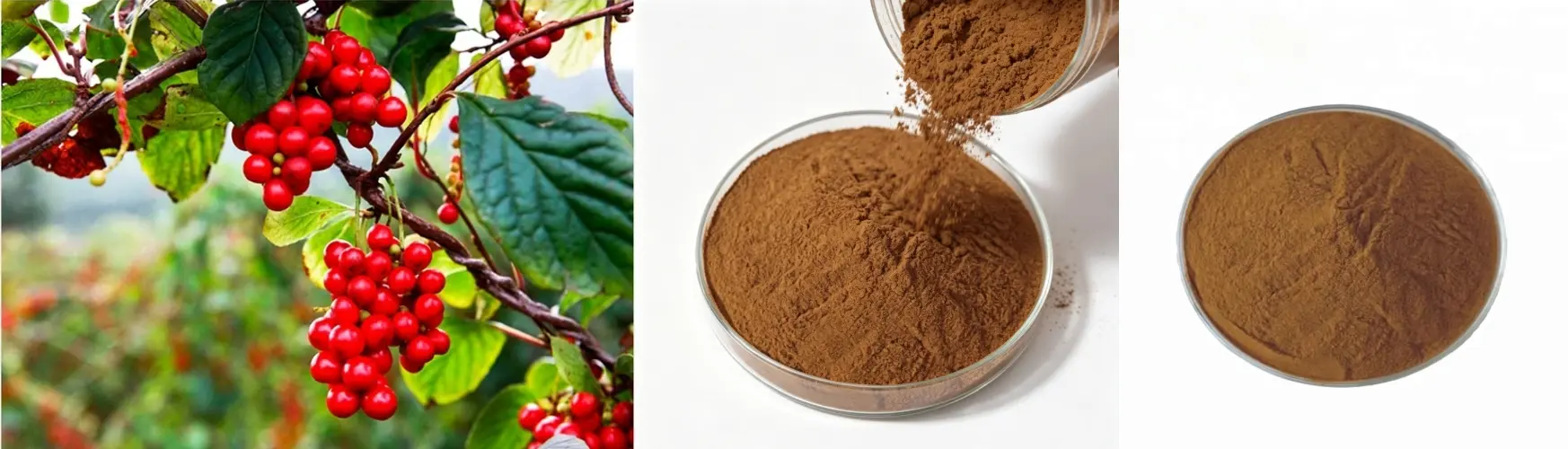 Schisandra Chinensis Extract 