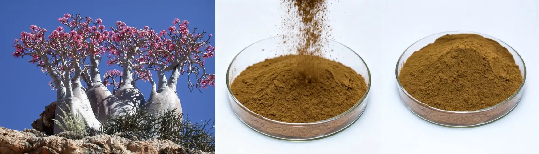Premium Baobab Extract Premium Baobab Extract
