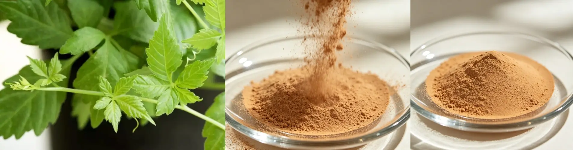 Gynostemma Pentaphyllum Extract Gynostemma Pentaphyllum Extract