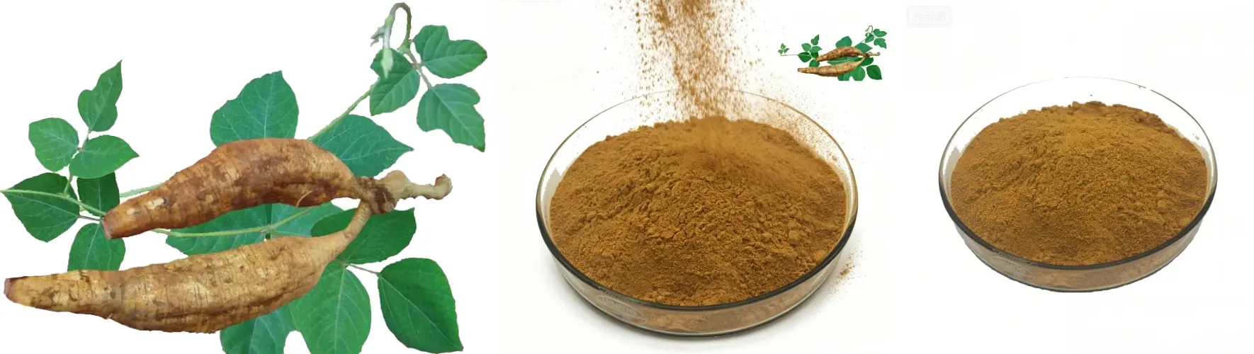 Premium Pueraria Lobata Premium Pueraria Lobata
