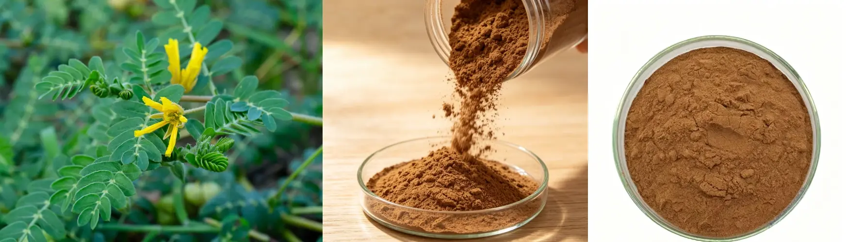 Tribulus Terrestris Extract 