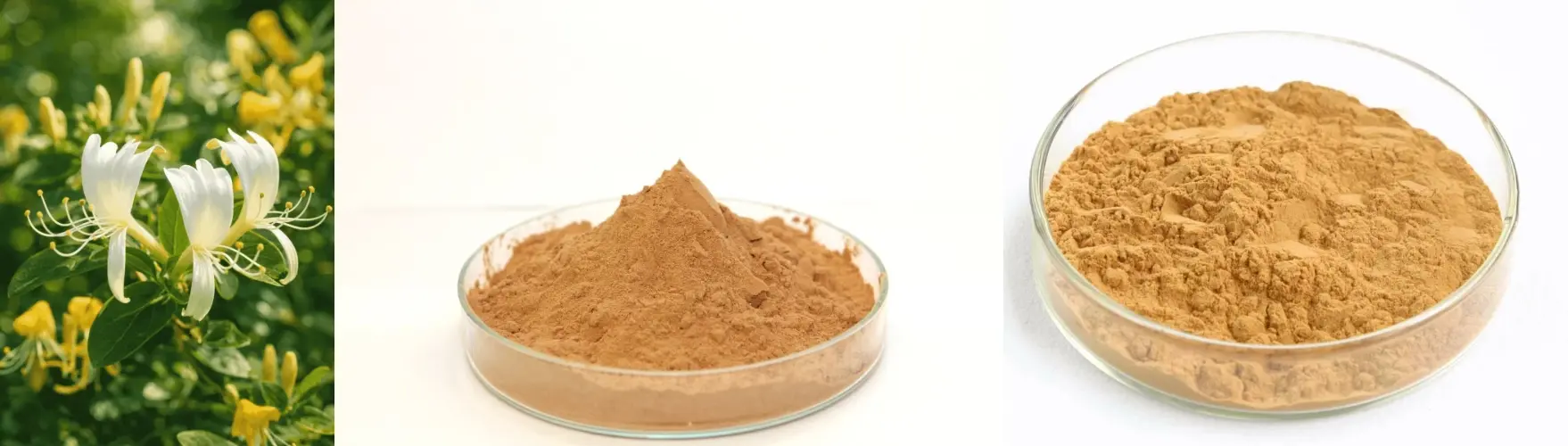Honeysuckle Flower Extract 