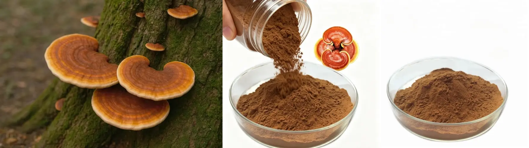 Reishi Mushroom Extract Reishi Mushroom Extract