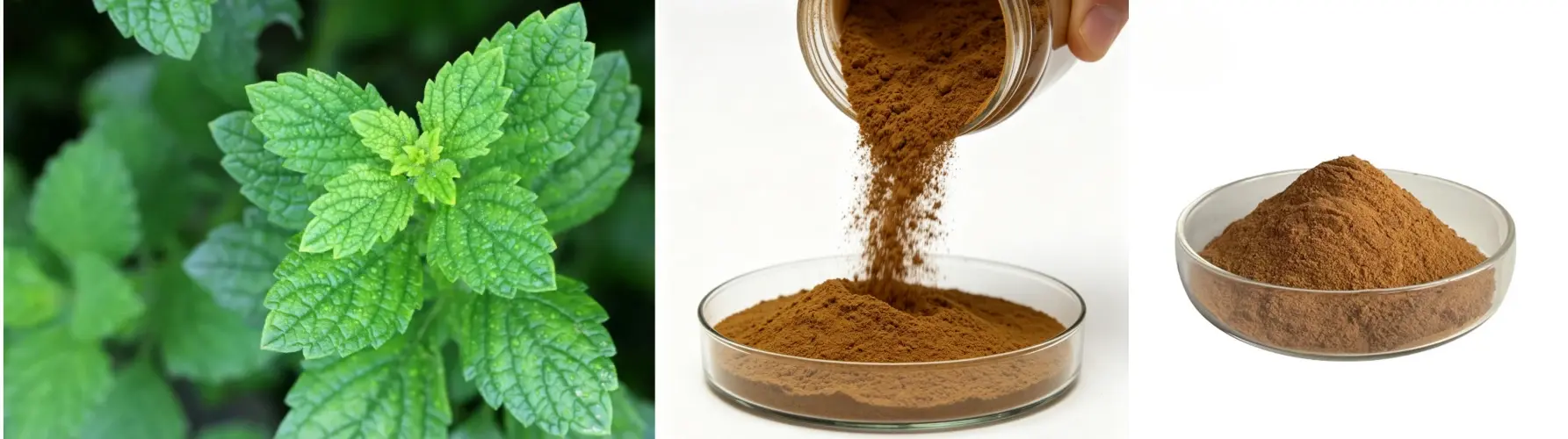 Lemon Balm Extract Powder Lemon Balm Extract Powder