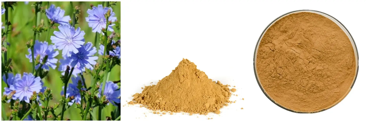Chicory Extract Powder Chicory Extract Powder