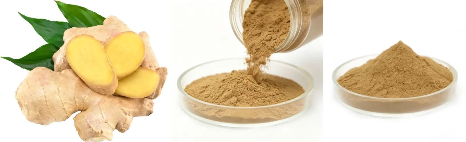 Gingerol Extract Powder Gingerol Extract Powder