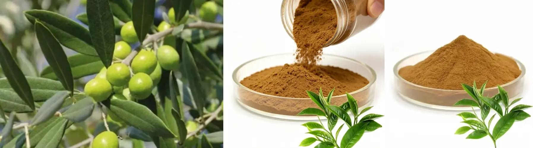 Olive Polyphenol Extract Olive Polyphenol Extract