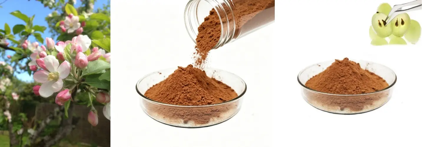 Apple Polyphenol Extract