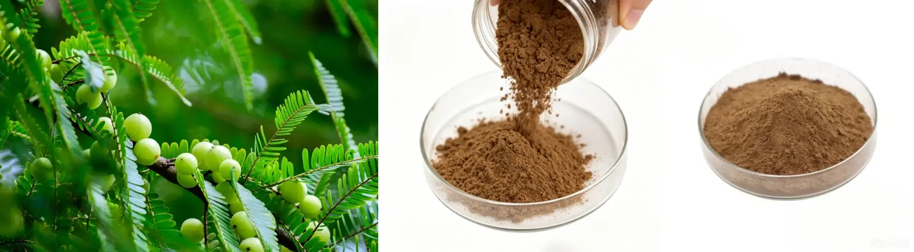 Amla Extract Powder Amla Extract Powder
