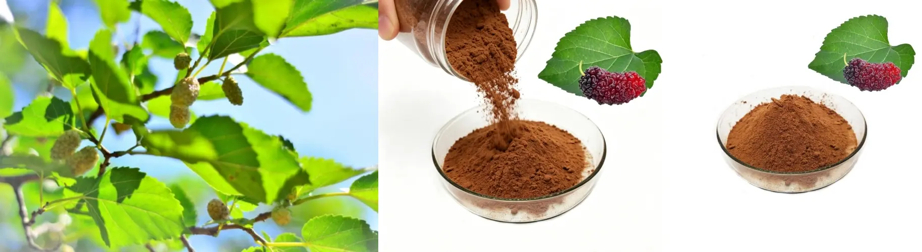 Mulberry Leaf Extract Mulberry Leaf Extract