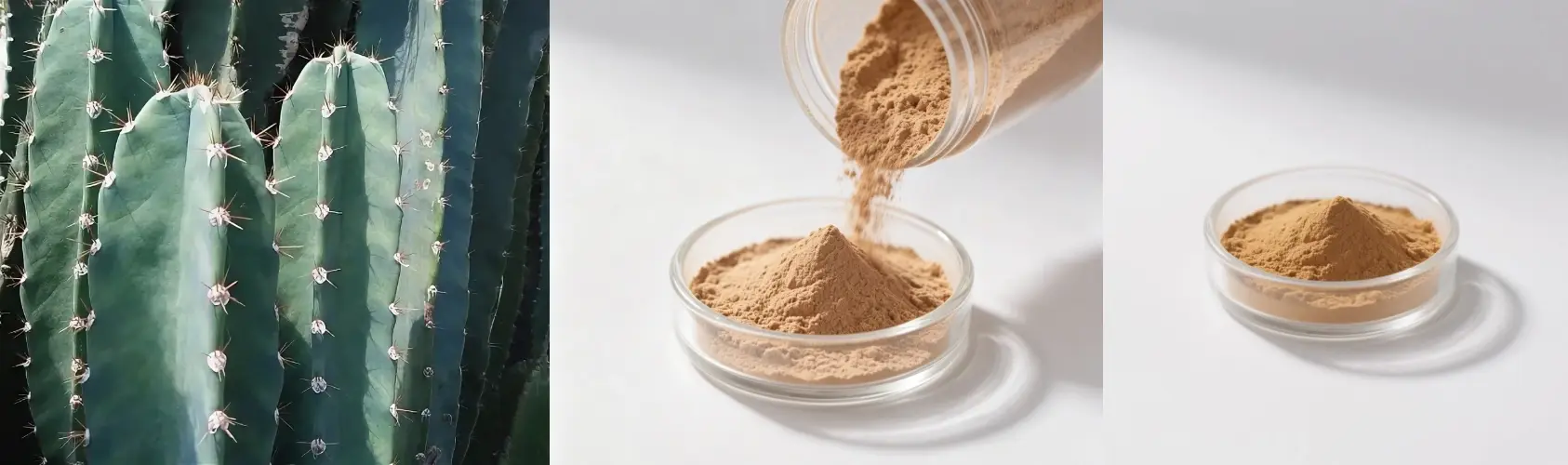 Cactus Extract Powder Cactus Extract Powder
