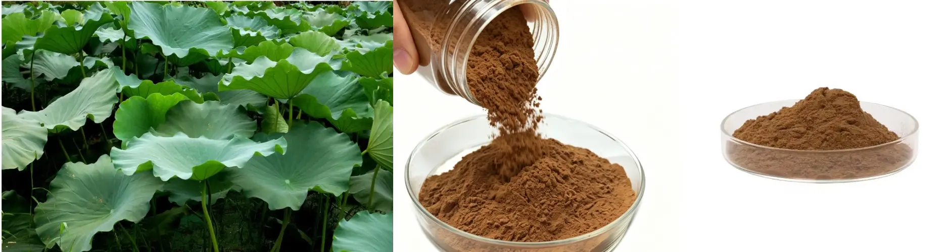 Lotus Leaf Extract Lotus Leaf Extract