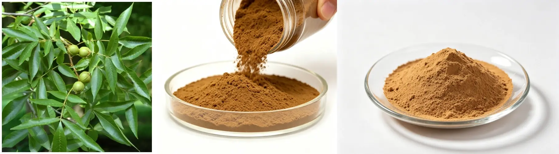 Soapnut Extract