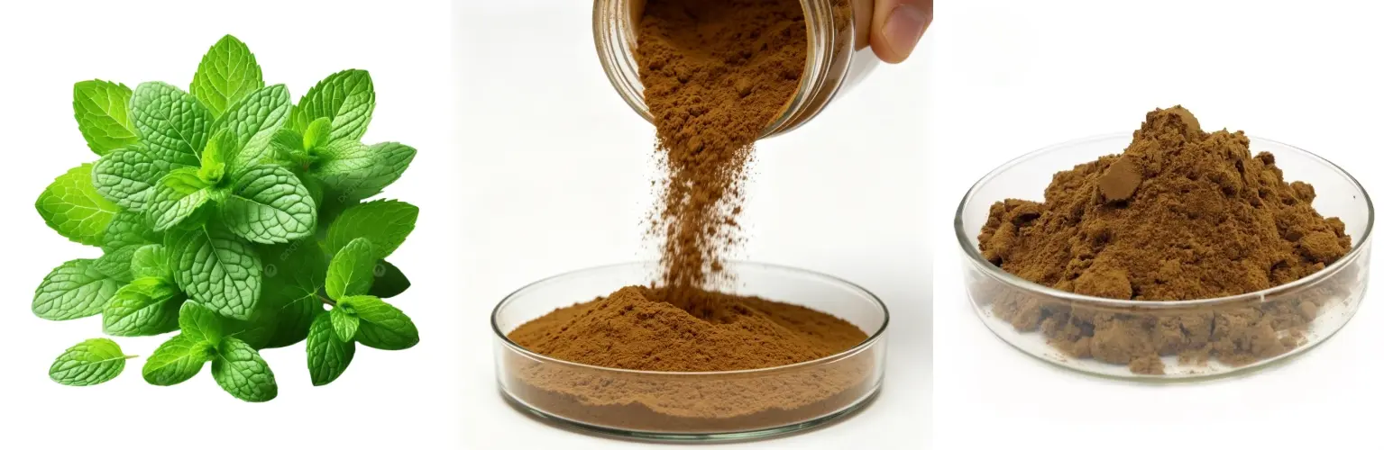 Oregano Extract Powder