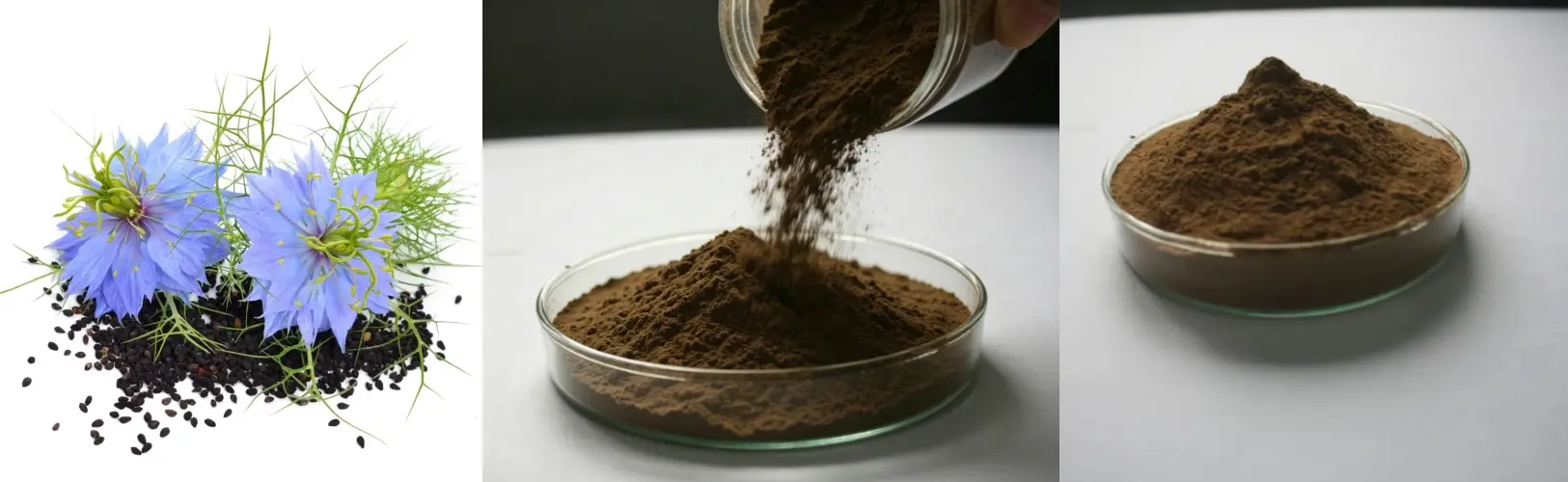Dark Seed Extricate Powder