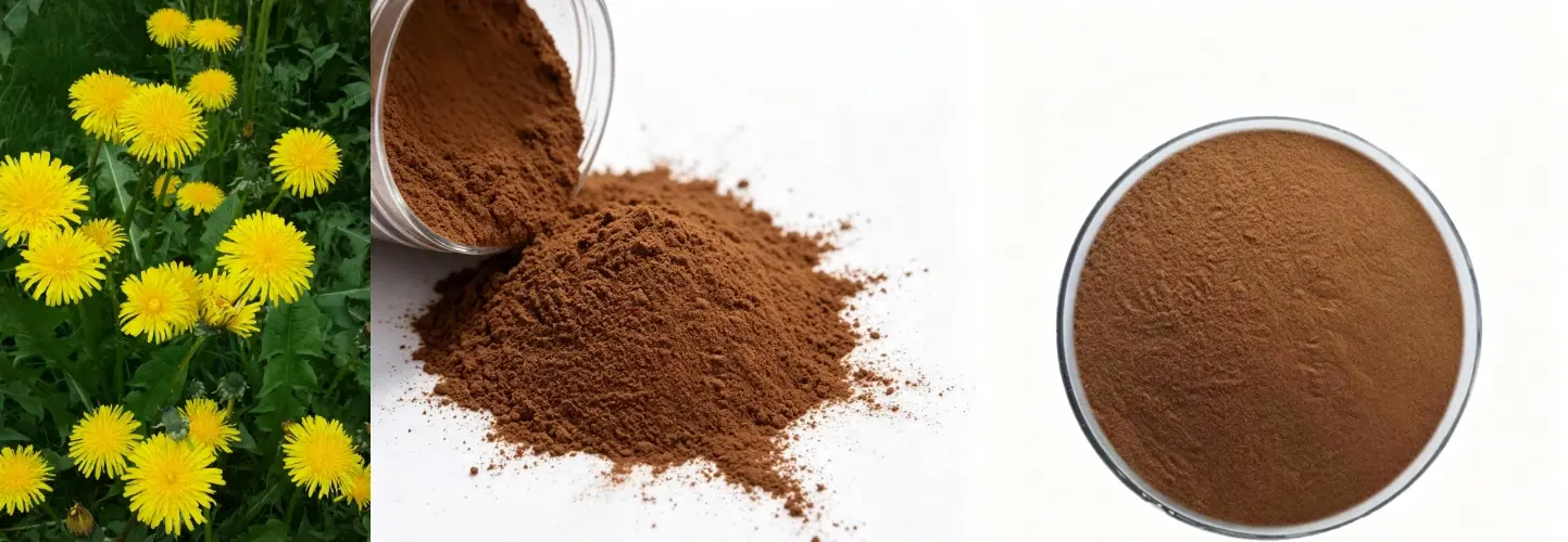 Dandelion Extract Dandelion Extract