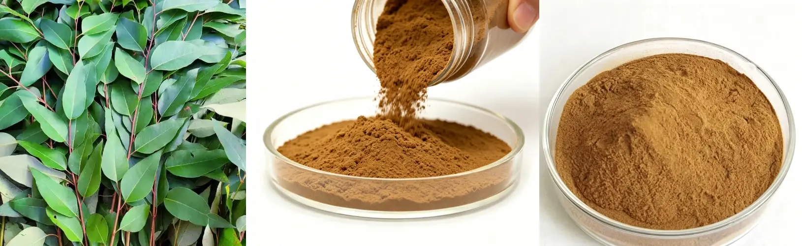 Eucalyptus Leaf Extract 