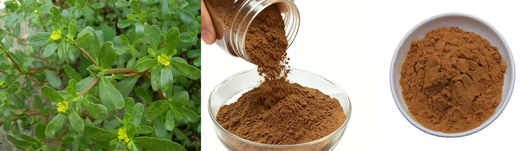 Portulaca Oleracea Extract 