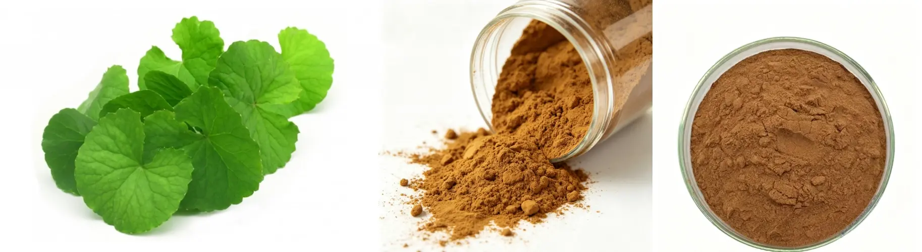 Centella Asiatica Extract Powder 