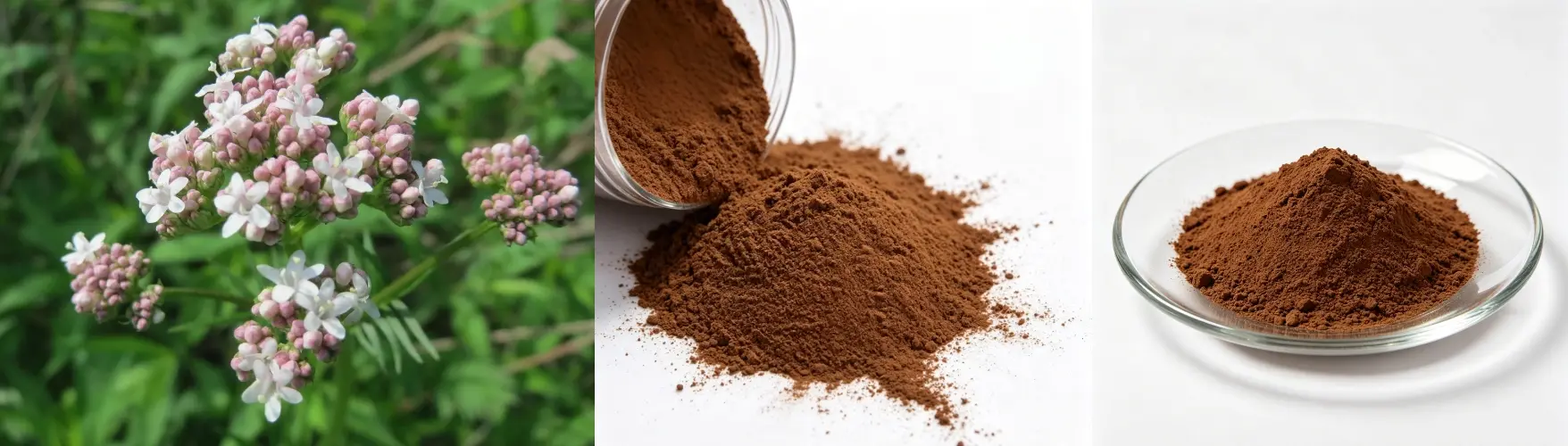 Valerian Root Extract Powder Valerian Root Extract Powder
