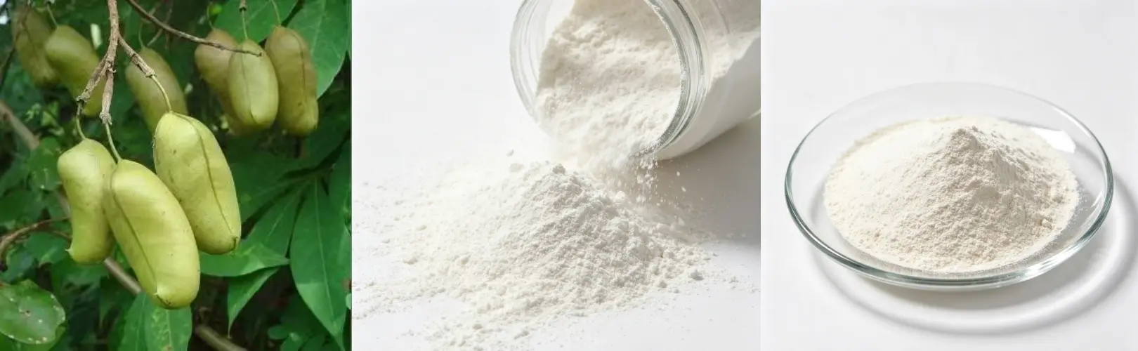 Griffonia Seed Extract 