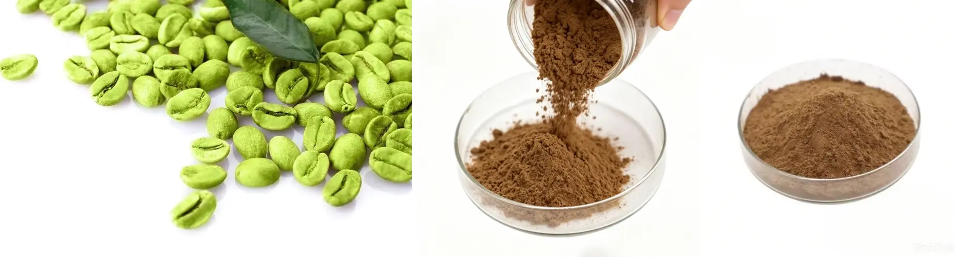 Green Coffee Bean Extract Green Coffee Bean Extract