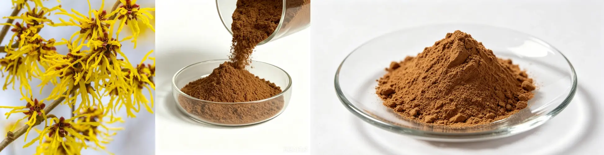Witch Hazel Extract Witch Hazel Extract