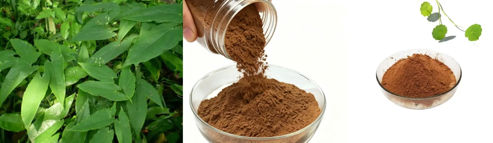 Epimedium Extract Powder Epimedium Extract Powder