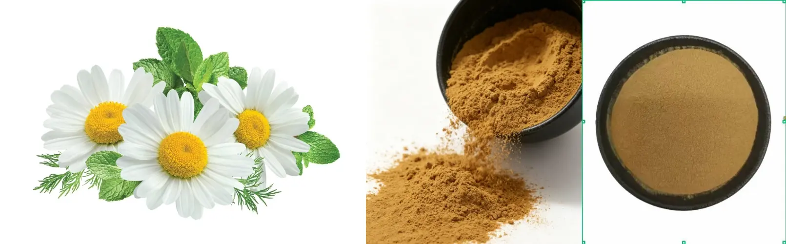 Chamomile Extract Chamomile Extract