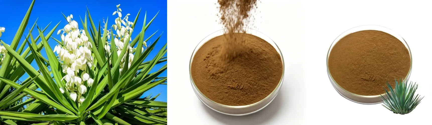 Organic Yucca Extract
