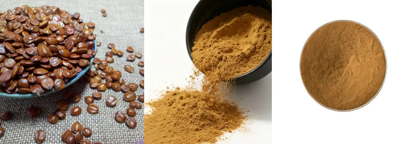 Ziziphus Jujuba Seed Extract