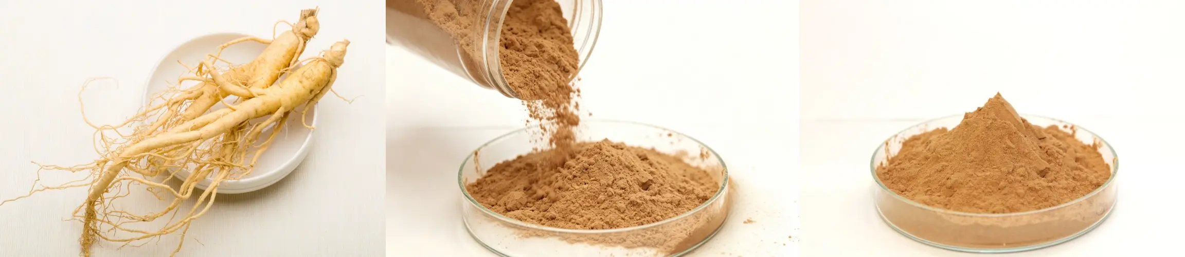 Ginseng Extract Ginseng Extract