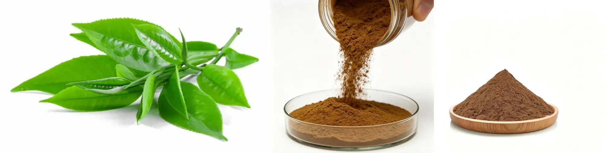 Green Tea Extricate EGCG Green Tea Extricate EGCG