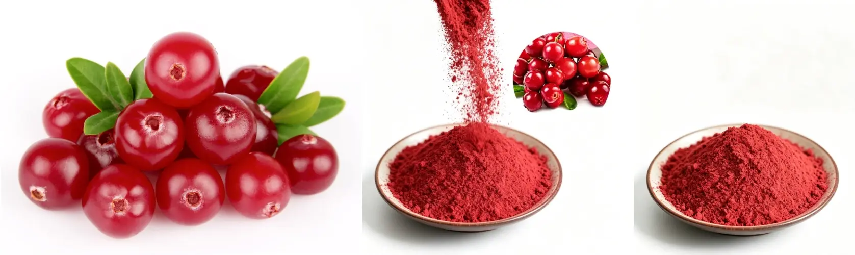 Cranberry Extract: Cranberry Extract: