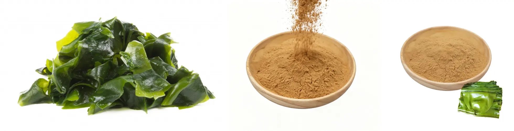 Seaweed Extract