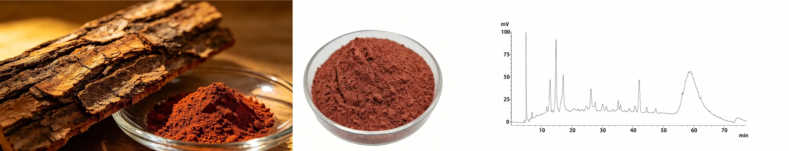 Pine Bark Extract Pine Bark Extract